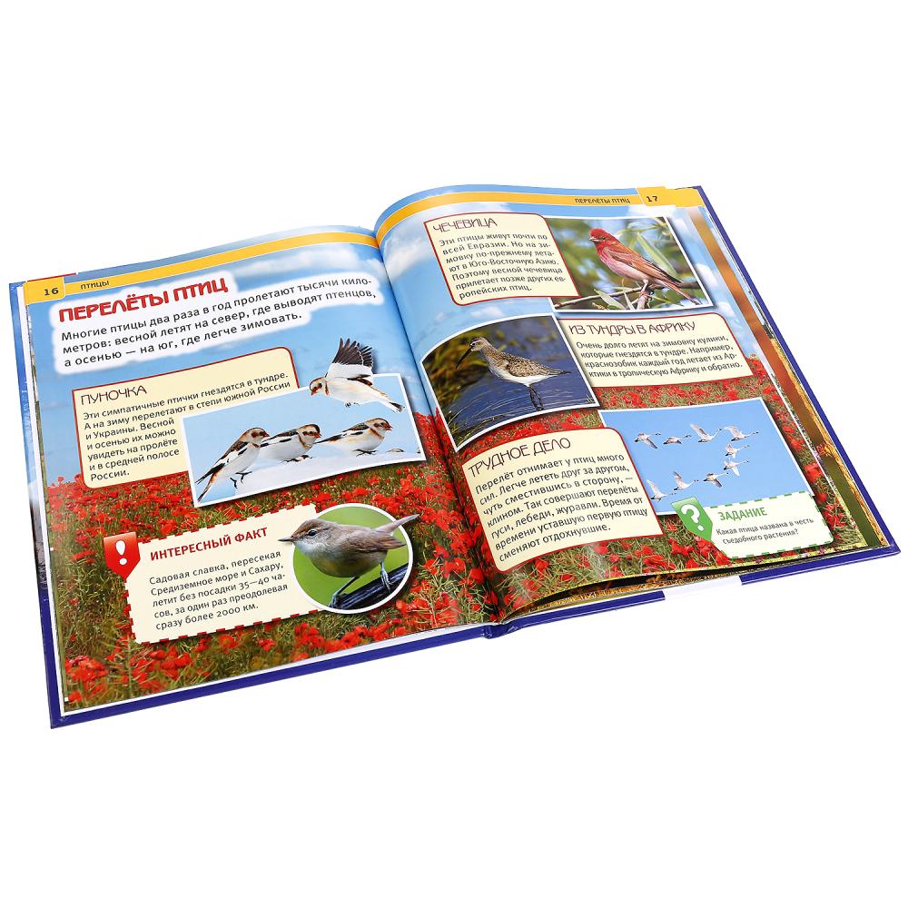 Птицы. (Энциклопедия А4 с развивающими заданиями). Формат: 197х255 мм. 48 стр. Умка в кор.15шт
