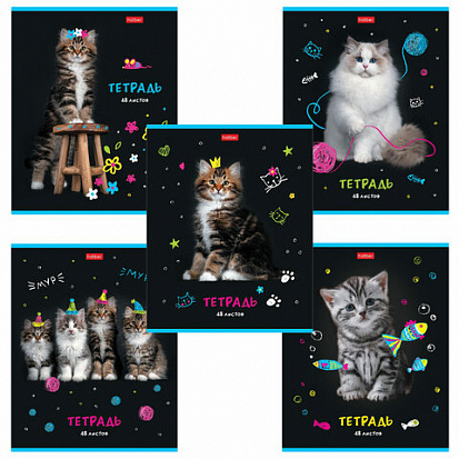 Тетрадь А5 48 л. клетка ХАТБЕР "МУРЧАТ КОТЫ" , мат. ламин, скоба, 5 диз.(48Т5лВ1) (075319)